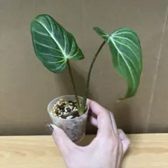 超希少❗️フィロデンドロン　グロリオーサム　ゼブラ✨ fit=scale-down,w=1200