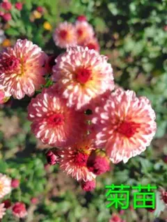 ピンク色(赤？)の秋小菊　冬至芽　2芽