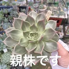 SSSさん苗　宮田コロラータ×中里リンゼアナ札付きポットごとメルカリ便 SSSさん苗 宮田コロラータ×中里リンゼアナ札付きポットごと