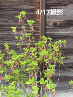 4/17写真追加 赤花ドウダンツツジ 紅花 本株立ち 紅葉 落葉樹 2 - メルカリ