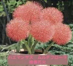 2026年最新】マユハケオモトの人気アイテム - メルカリ