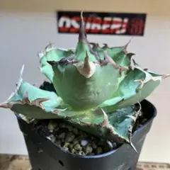 2026年最新】アガベ チタノタ 蟹の人気アイテム - メルカリ