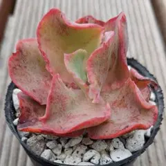 くるる様 リクエスト 4点 まとめ商品