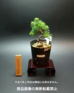 八房 五葉松 ◆ 引取限定価格❗️ 銀性八房 五葉松 ごようまつ bonsai 小品盆栽 : 盆栽ショップ わびさび