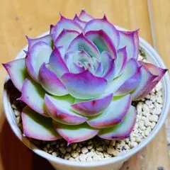 多肉植物 ☘️シルエット☘️韓国苗育成 抜き苗 e193のサムネイル