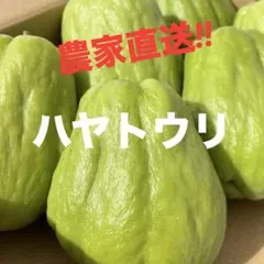 2026年最新】ハヤトウリの人気アイテム - メルカリ