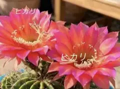 多肉植物 花サボテン UFO カキコ（発根済) - メルカリ