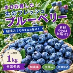 ☆令和8年 生ブルーベリー☆農薬不使用 2㌔ せかいかん様専用 - メルカリ