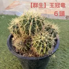 2026年最新】王冠竜の人気アイテム - メルカリ