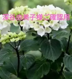 2025年最新】紫陽花挿し木の人気アイテム - メルカリ