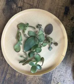 金のなる木　根つき　多肉植物のサムネイル