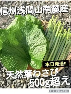 【信州浅間山南麓産】今が旬‼️天然 葉わさび(茎太め多数)500g超えのサムネイル