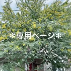 ＊こちらは専用ページです＊