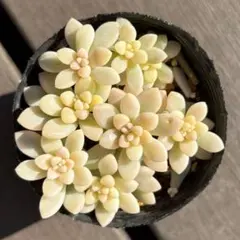 2025年最新】多肉植物 錦の人気アイテム - メルカリ