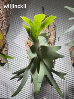 P.ridleyi wild リドレイ ワイルド ビカクシダ コルク板付け19 - メルカリ