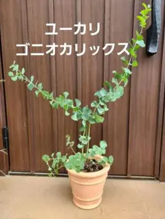 ユーカリ ポポラス スクエア型テラコッタ鉢植え 苗 シンボルツリー