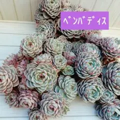 2026年最新】ベンバディスの人気アイテム - メルカリ