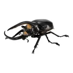 いきもの大図鑑 かぶとむし08 ネプチューンオオカブト改 ガチャ ㉓