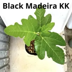 イチジク苗木　ブラックマデイラ　BlackMadeira ブラックマデイラ KK (Black Madeira KK) 穂木 イチジク - メルカリ