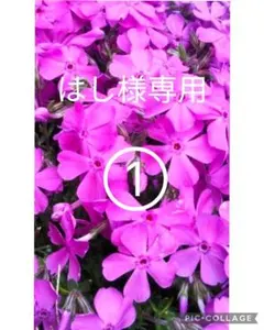 [914] 芝桜　ダニエル　濃いピンク色　ピンク　株　10株のサムネイル