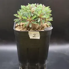 鉢付】4 ユーフォルビア ギラウミニアナ 塊根植物 コーデックス - メルカリ
