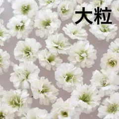 かすみ草ドライフラワー（大粒）