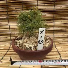 ☆盆栽☆ 赤石五葉松【X-12】5年物 ☆愛媛県より発送☆ - メルカリ