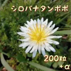 モクレン様 リクエスト 2点 まとめ商品
