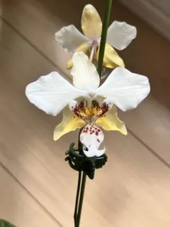 胡蝶蘭 希少種 月の雫 現品発送 - メルカリ