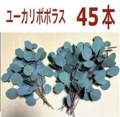 お試し価格‼️ ユーカリ　ポポラス　45本以上　ドライフラワー用　ネコポスいっぱいのサムネイル