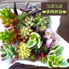 つぶつぶ多肉弁当 12種＋α 乙女心 レッドベリー ピンクベリー カリシアなど