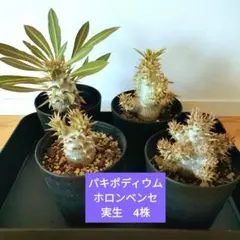 2025年最新】ホロンベンセ 現地球の人気アイテム - メルカリ