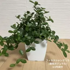 つる性ガジュマル フィカスシャングリラ 抜き苗 根付き こけし - メルカリ
