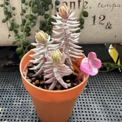 mofumofu@様 リクエスト 2点 まとめ商品