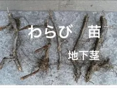 2026年最新】ワラビ 苗の人気アイテム - メルカリ