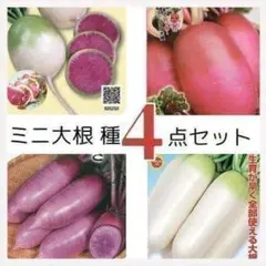 ミニ大根の種４点セット　カラフルで美味しいミニダイコンが揃い組！