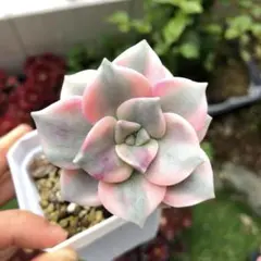 ラブリーローズ錦 虹斑入りの葉っぱ 多肉植物 エケベリア 写真ニの全部