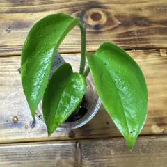 Lucy様 リクエスト 2点 まとめ商品