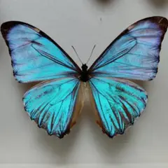 カキカモルフォ♂標本★ブルー美麗 123mm ★ペルー産 蝶標本「カキカモルフォ」 - 海福雑貨通販部