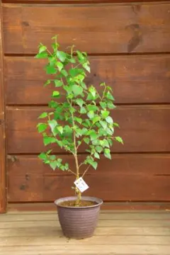 白樺の鉢植え No.38 樹高69cm 送料込 - メルカリ