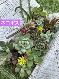 お値下げ！メルカリ便♡多肉弁当・カット苗寄せ植えセット①
