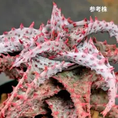 2026年最新】ロウルサンコの人気アイテム - メルカリ