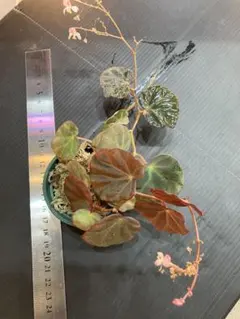 専用❣️Begonia sp.sarawak ベゴニア　白玉❣️原種ベゴニア Begonia sp.sarawak ベゴニア 白玉❣️原種ベゴニア B - メルカリ