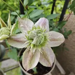 クレマチス 薄紫かかったピンクの花 挿し穂 - メルカリ