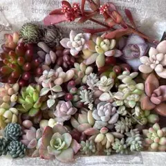 つぶつぶ多肉の寄せ植え気まぐれセット 多肉植物 カット苗