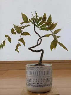 choco‪‪☺︎様 リクエスト 4点 まとめ商品
