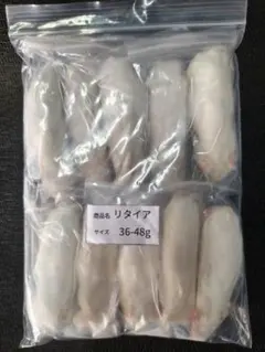 送料無料 冷凍マウスリタイア30匹 - メルカリ