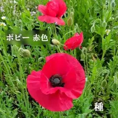 chami様 リクエスト 4点 まとめ商品