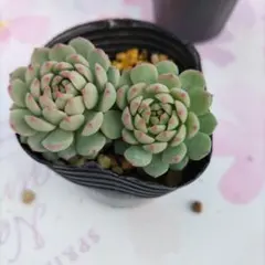 Chiyo様 リクエスト 2点 まとめ商品