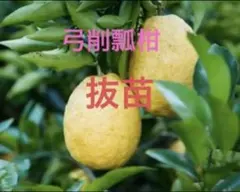 キムキム様 リクエスト 2点 まとめ商品